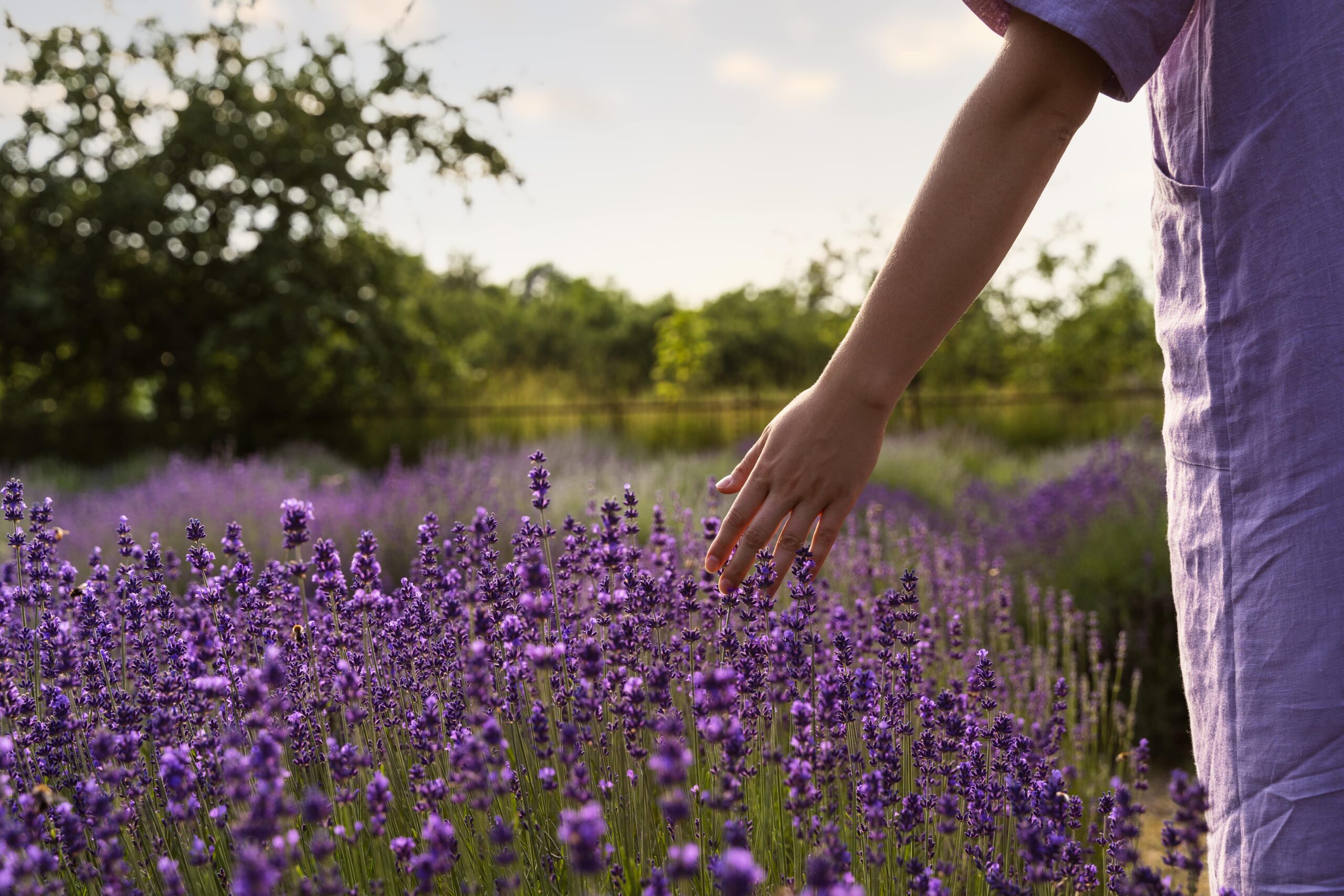 Lavender vs. Lavandin - lady in purple walking through lavender field