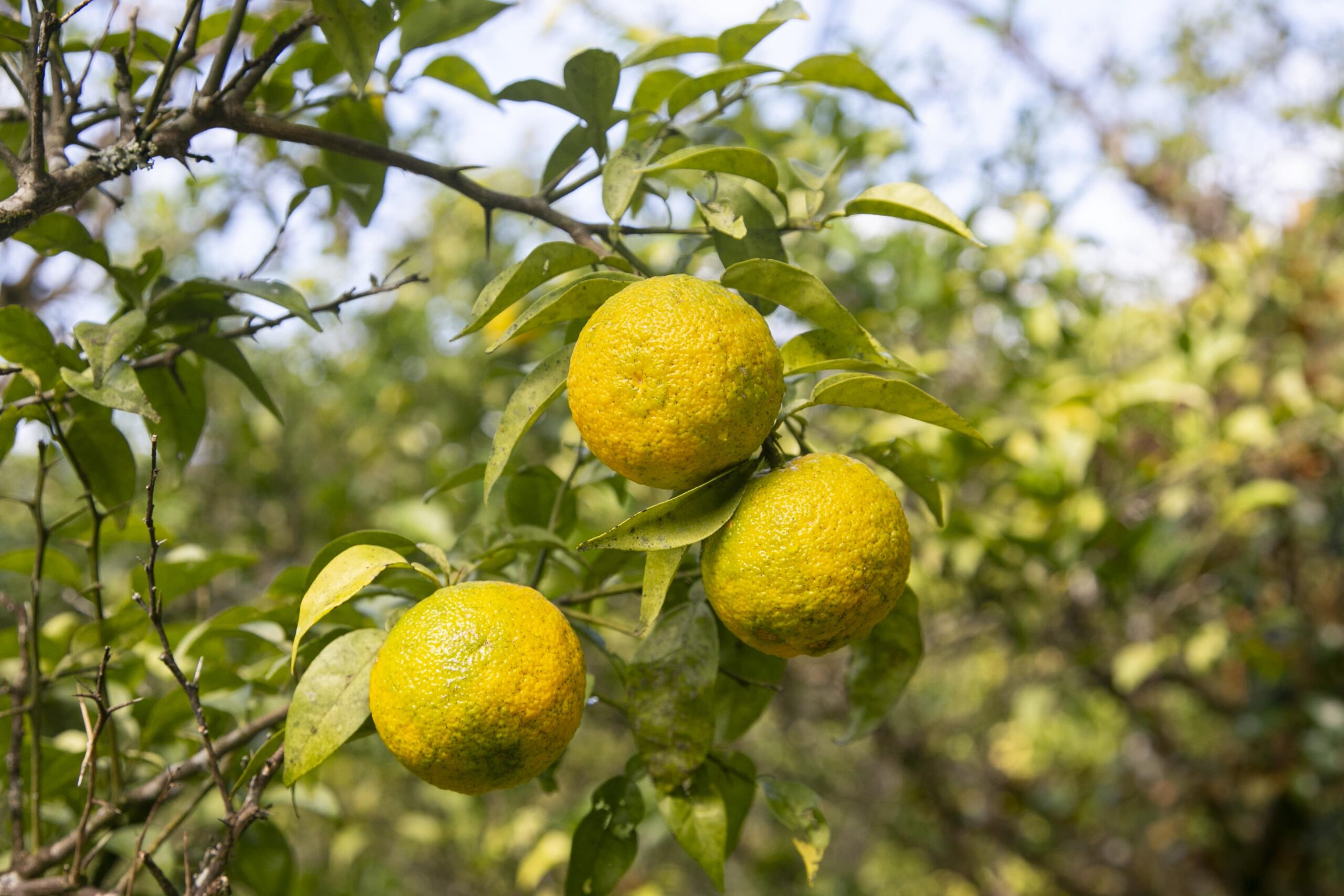 Yuzu tree and fruit 