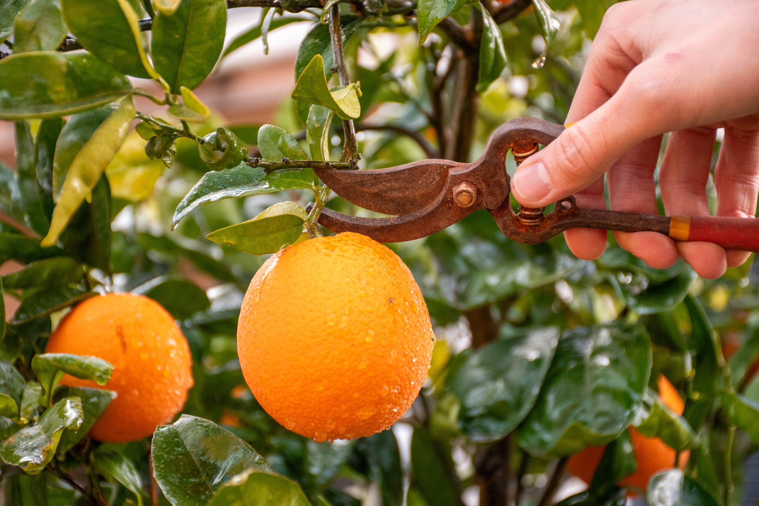 man hand collecting oranges using pruning shears