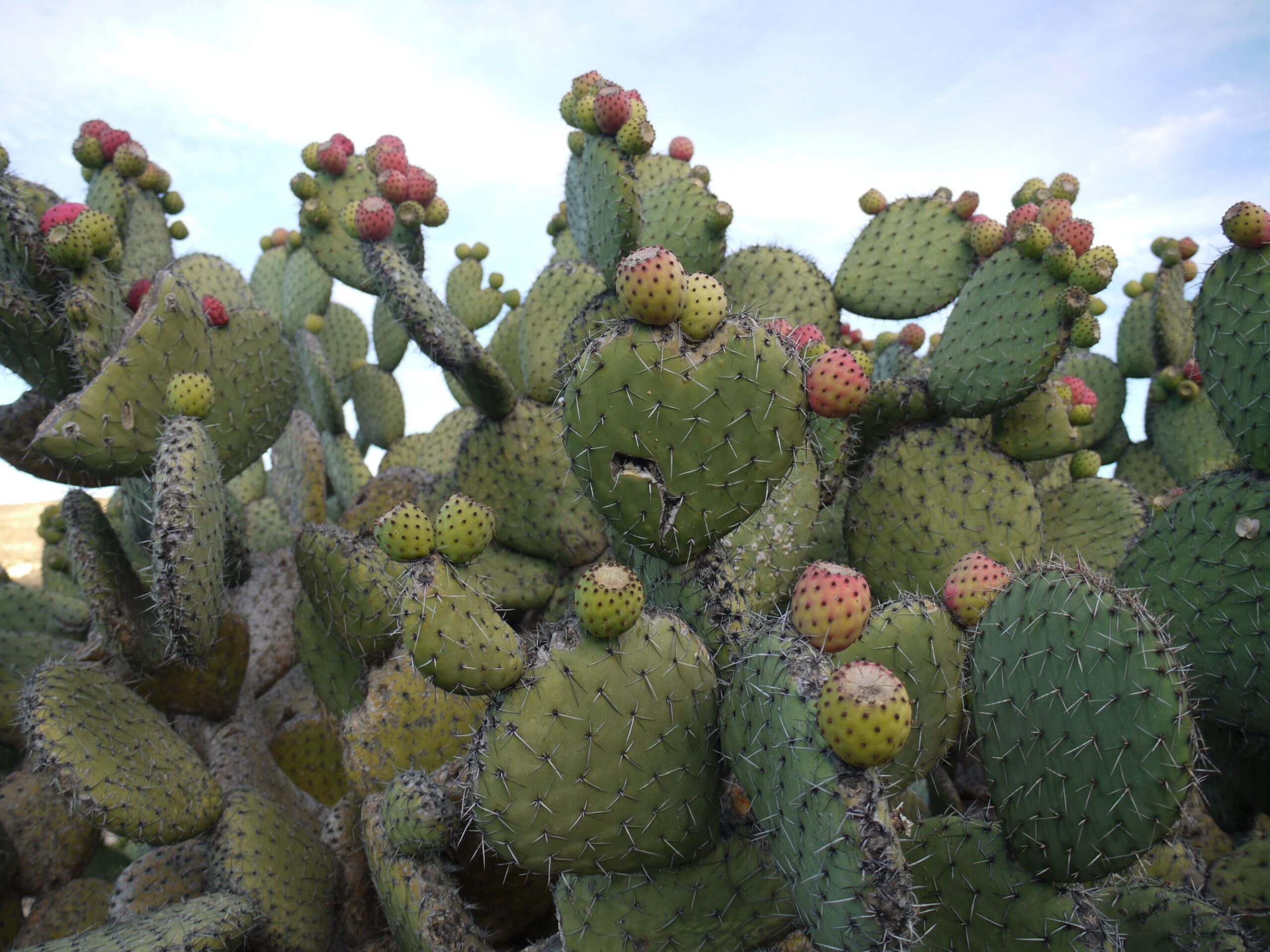 prickly pear cactus